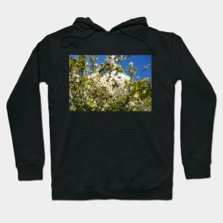 White blossom, blue sky Hoodie